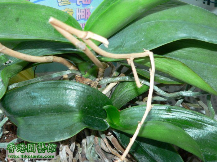 Phal.jpg