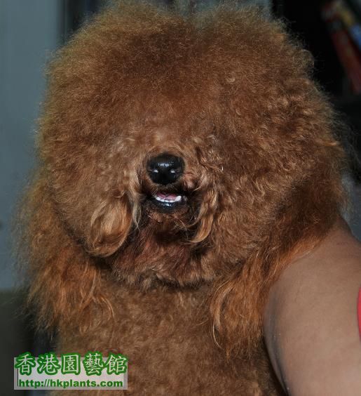 poodle neptune 長毛.jpg