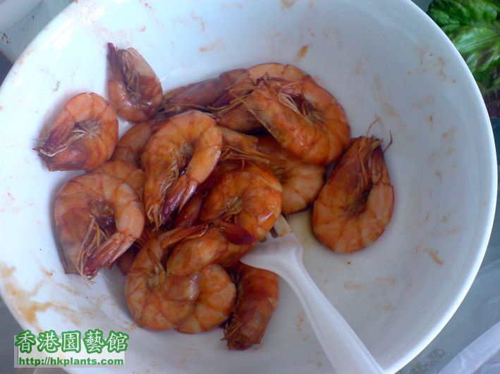 shrimps.JPG