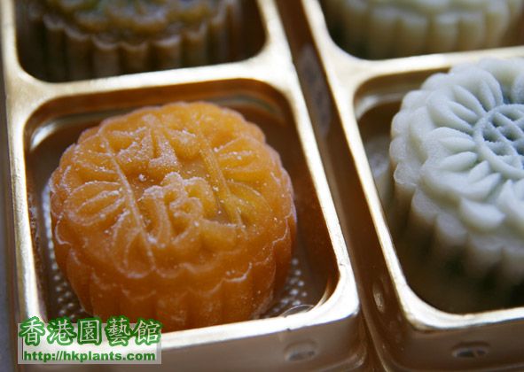 mooncake1.jpg