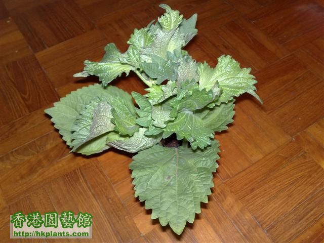 green shiso.jpg