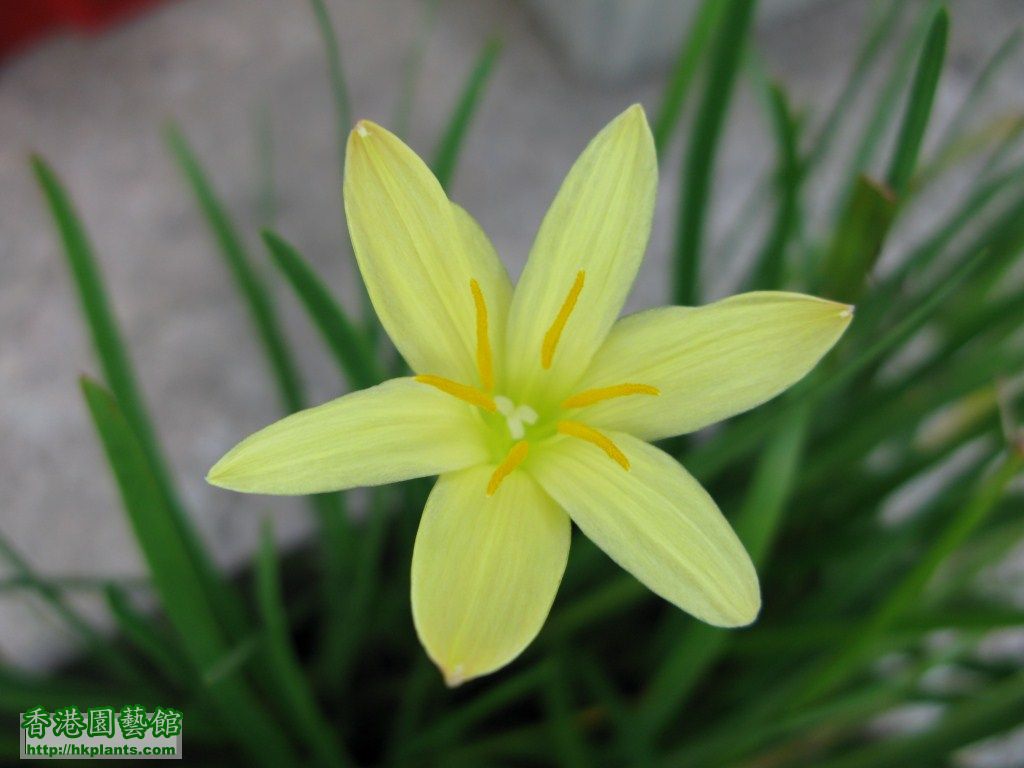 Zephyranthes primulina [1024x768].JPG