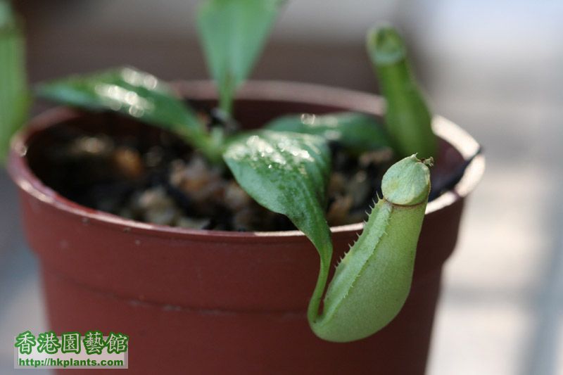 Nepenthes bicalcarata BE-3029 Brunei, orange, S