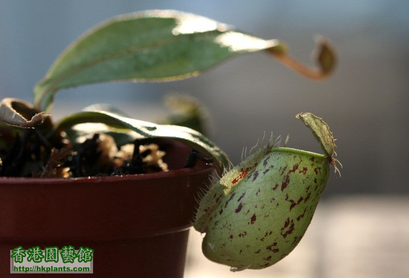 Nepenthes ampullaria BE-3007 Brunei, red speckled, S