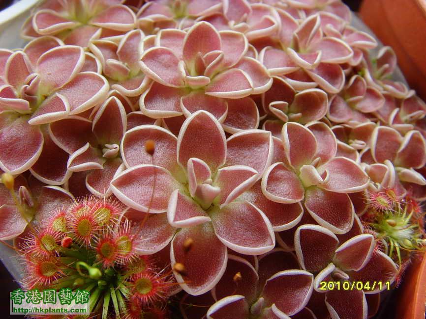 Pinguicula ehlersiae 