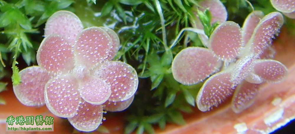 Pinguicula jaumavensis