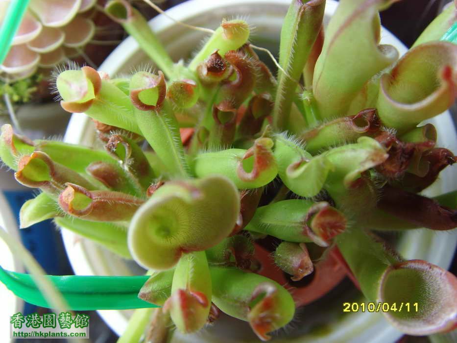 Heliamphora pulchella