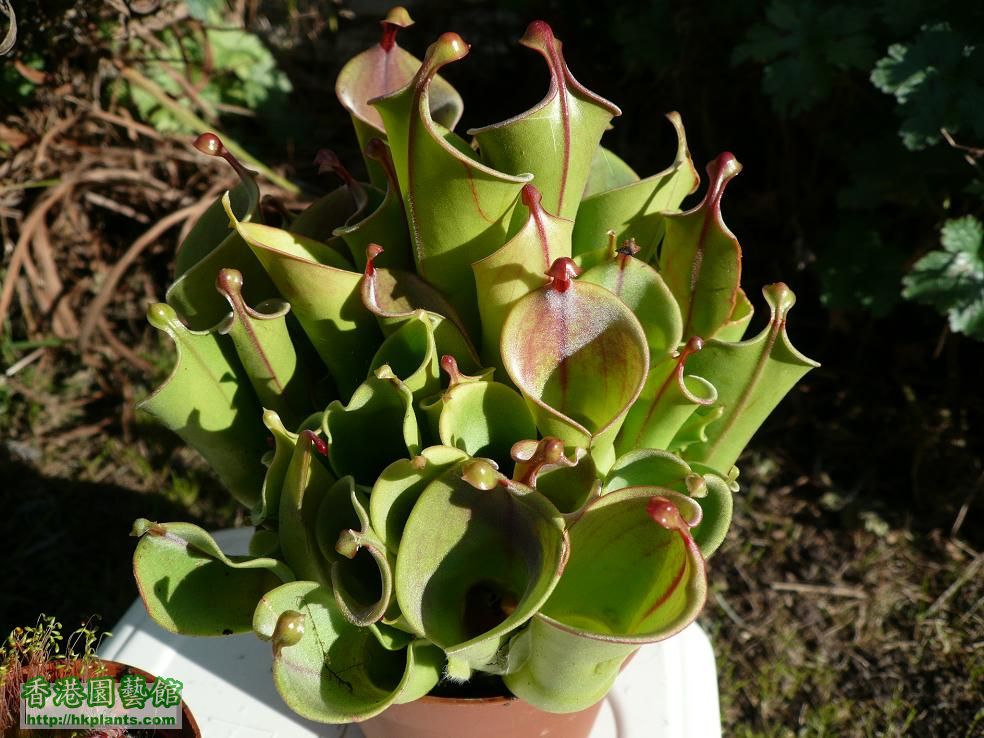 Heliamphora NutansXheterodoxa