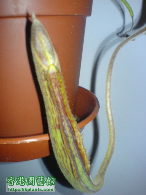 Nepenthes Gentle