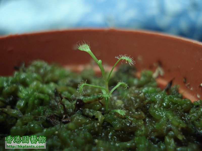 Drosera affinis.JPG