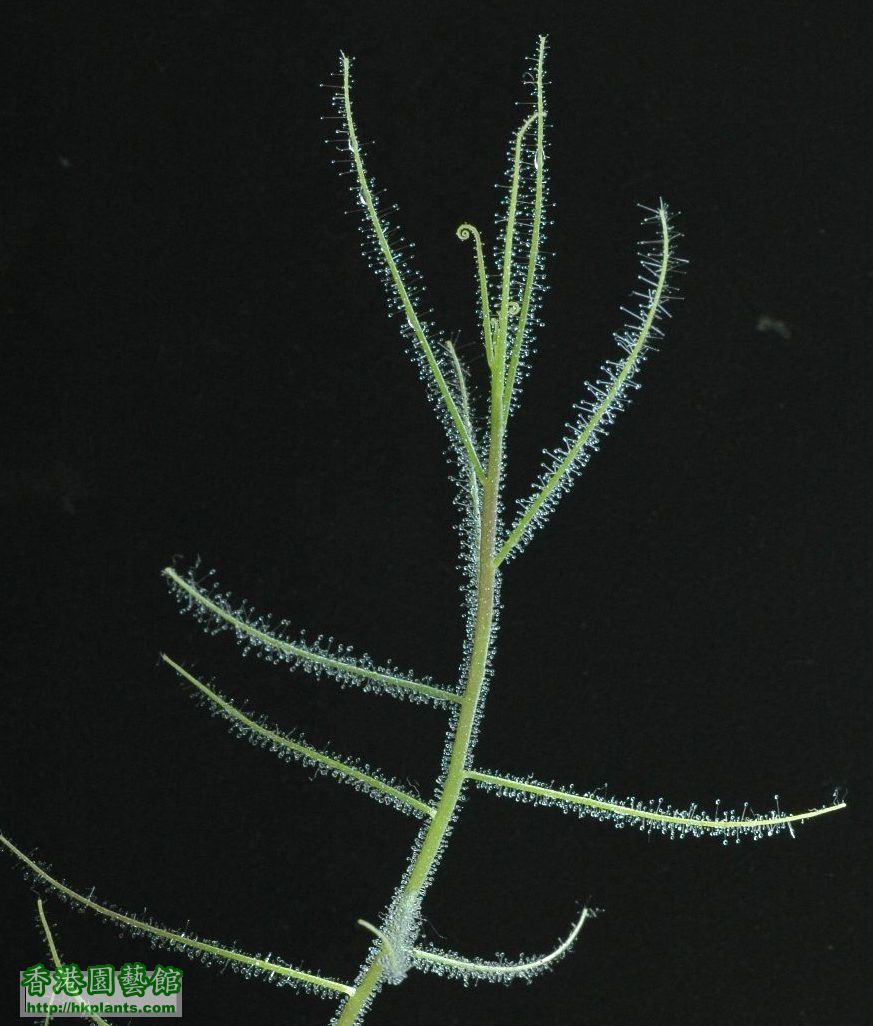 B. filifolia.jpg