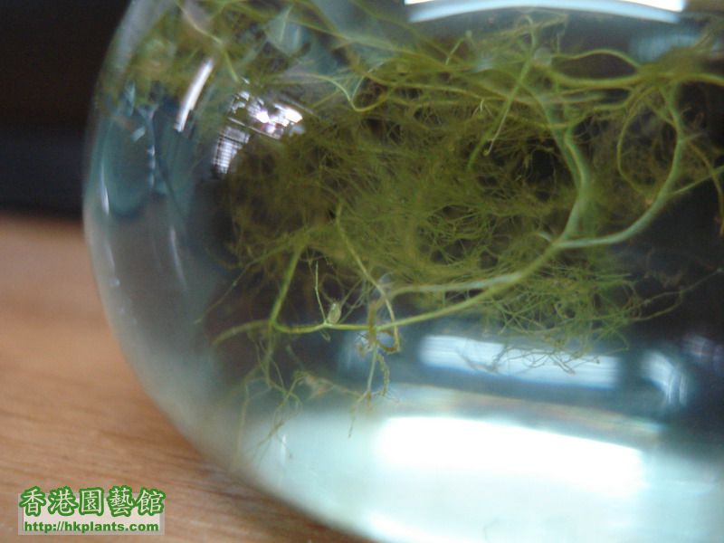 絲葉狸藻Utricularia gibba  ..JPG