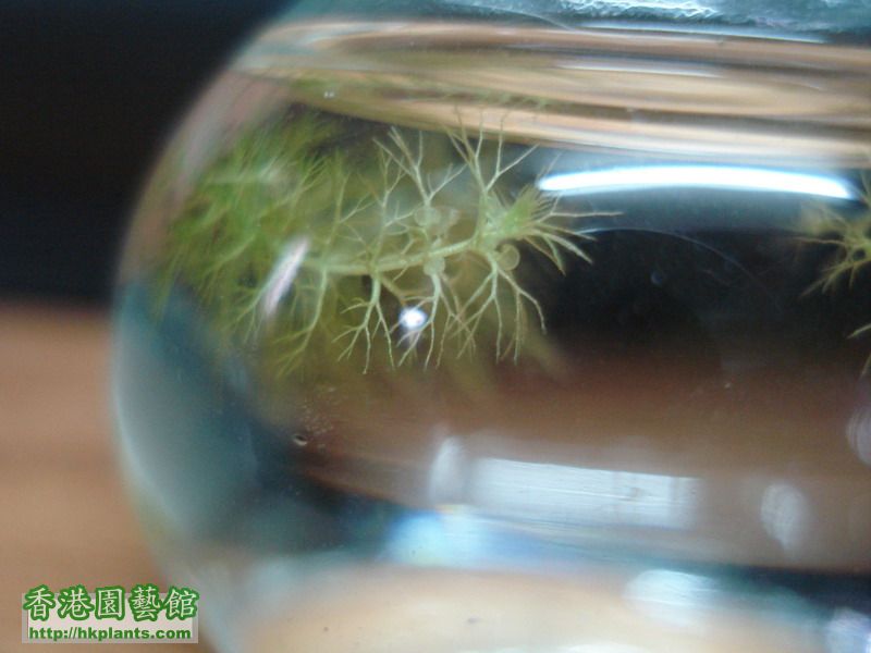 黃花狸藻Utricularia aurea..._縮小大小.JPG