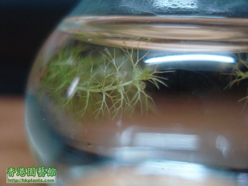 黃花狸藻Utricularia aurea_縮小大小.JPG