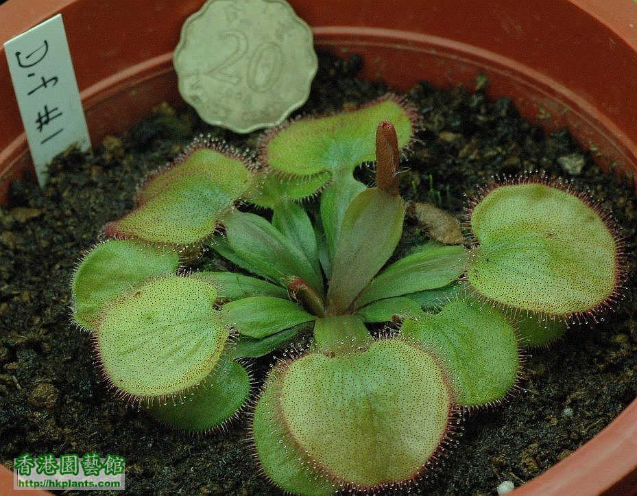 Drosera falconeri.jpg