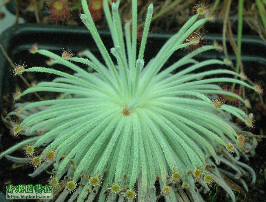 Drosera lanata1.jpg