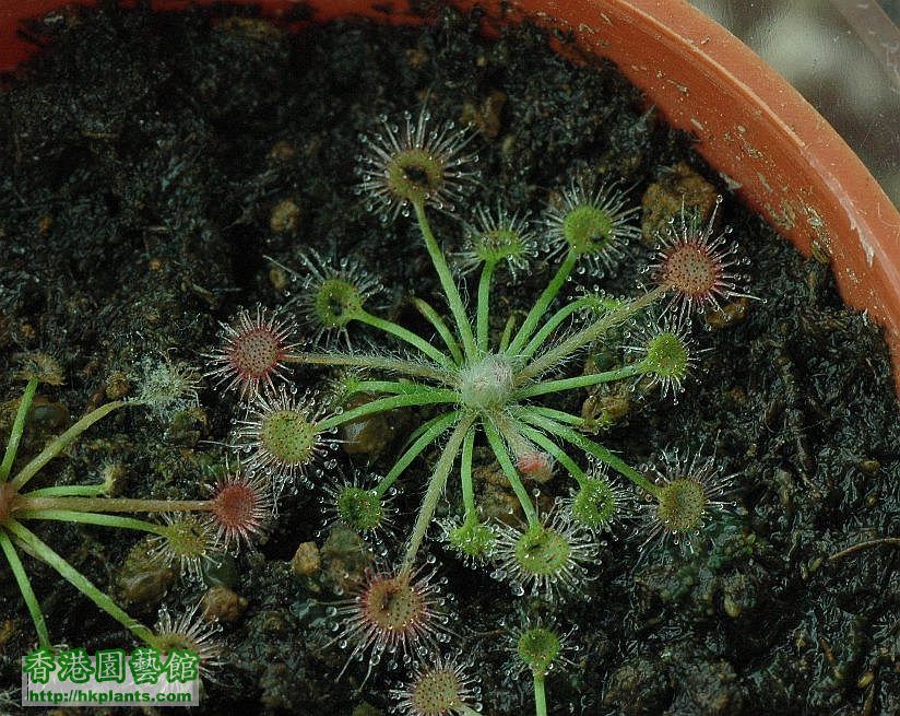 Drosera derbyensis x  ordensis.jpg