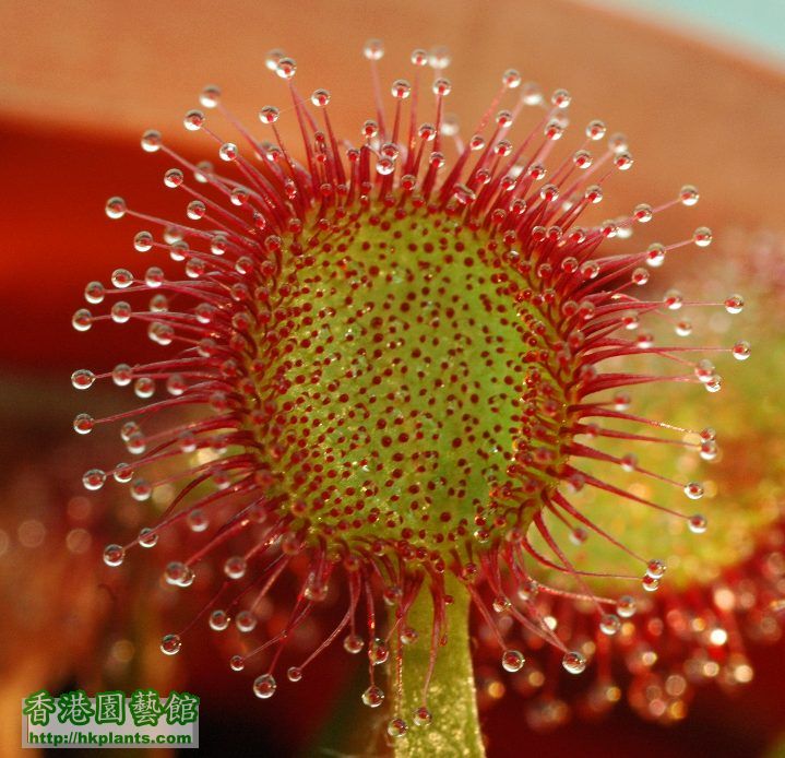 Drosera falconeri x Drosera petiolaris4.jpg