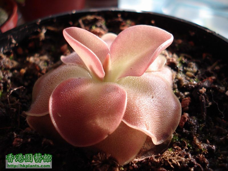 'Pinguicula 'weser' ..jpg