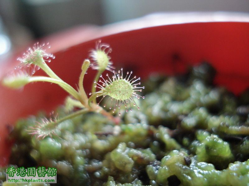 Drosera affinis.jpg