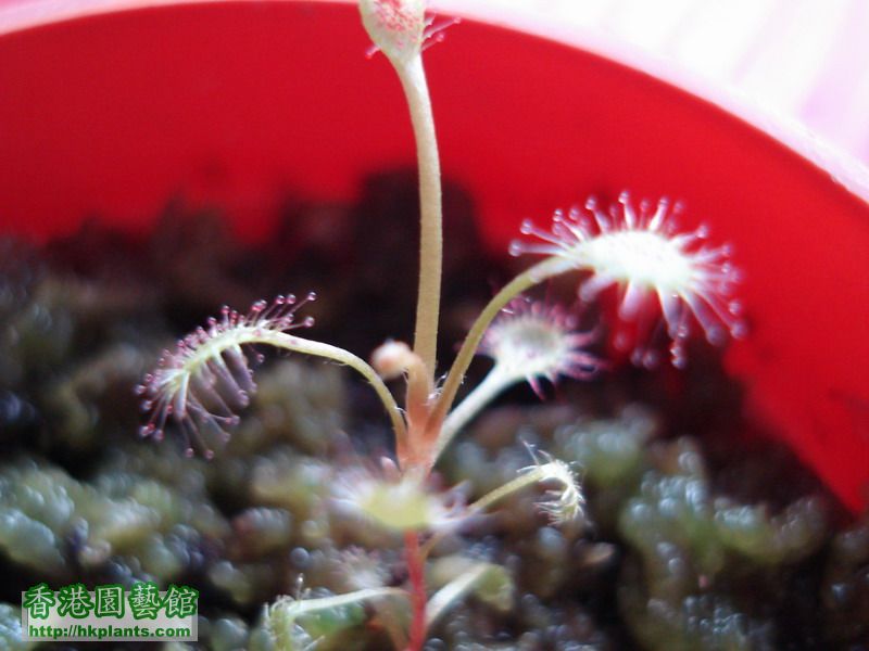 Drosera affinis...jpg