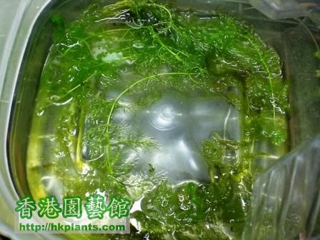 黃花狸藻U.aurea