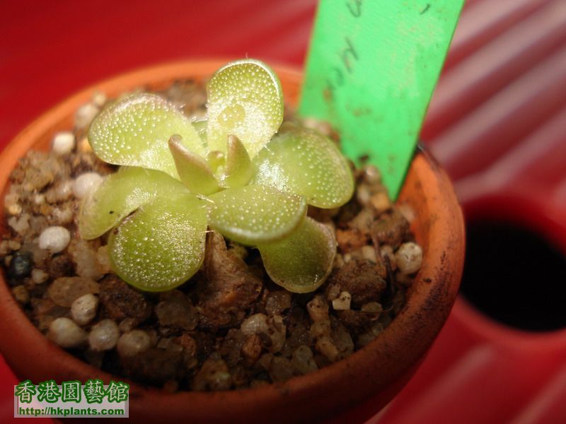 Pinguicula Kondoi Noevo Leon Mex....jpg