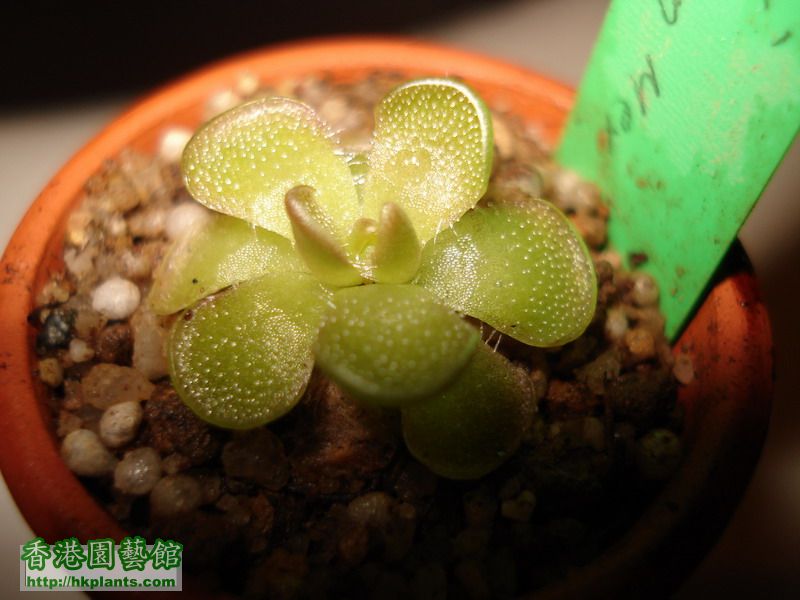 Pinguicula Kondoi Noevo Leon Mex..jpg