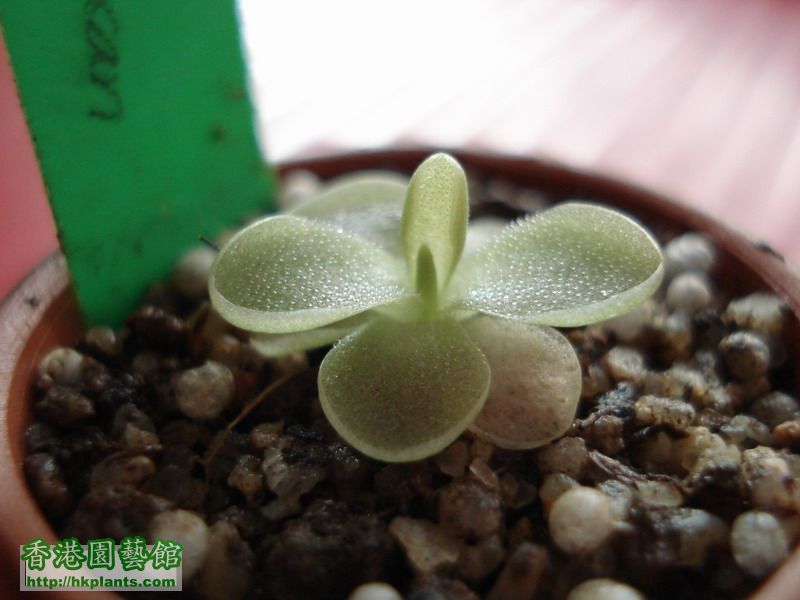 Pinguicula spec. Tehuacan...jpg