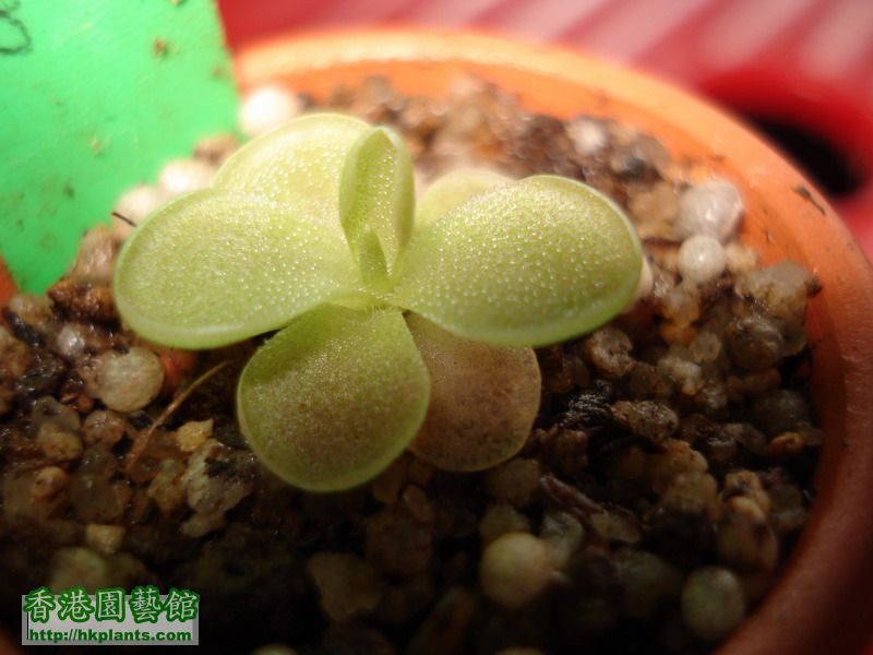 Pinguicula spec. Tehuacan.jpg