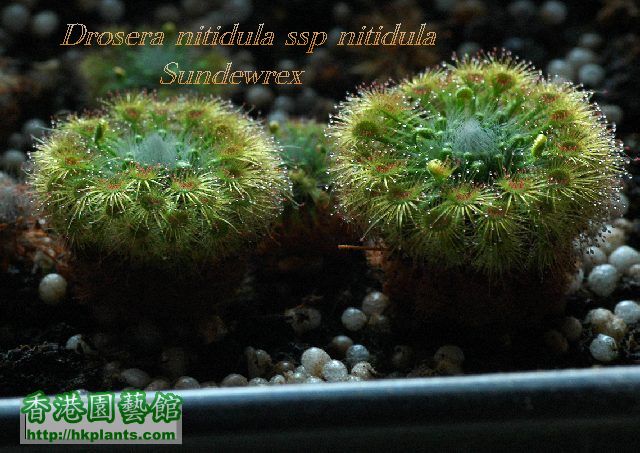 ~Drosera nitidula ssp nitidula.jpg