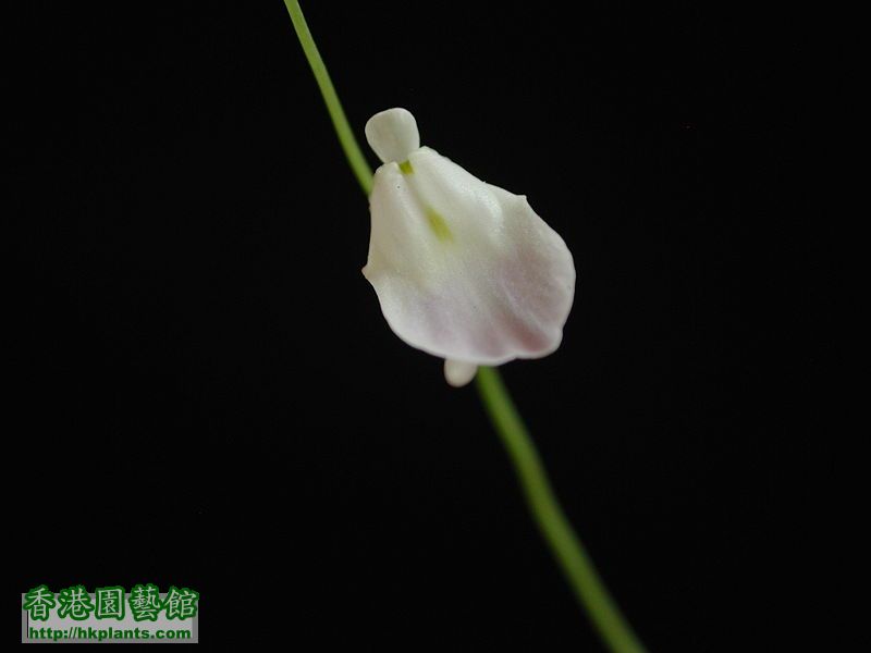 Utricularia livida.jpg