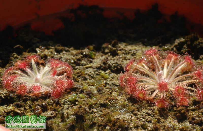 Drosera derbyensis x ordensis8.jpg