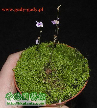 Utricularia-dichotoma.jpg