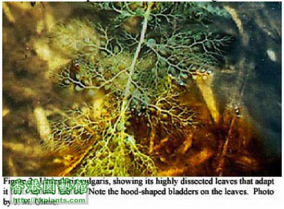 Utricularia odorata.jpg