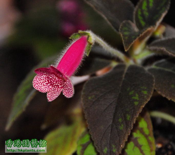 Kohleria Ampallang_2.jpg