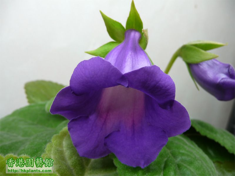 紫花大岩桐