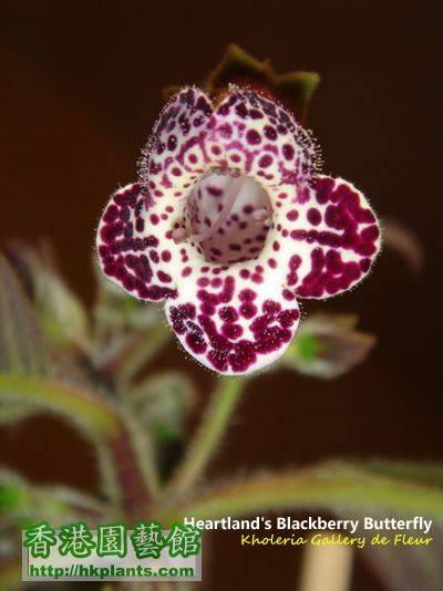 Heartland's Blackberry Butterfly (close up).jpg