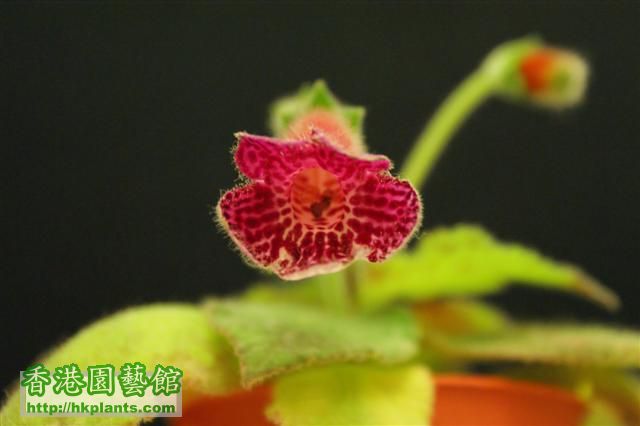 Kohleria Jester 1 (Small).JPG