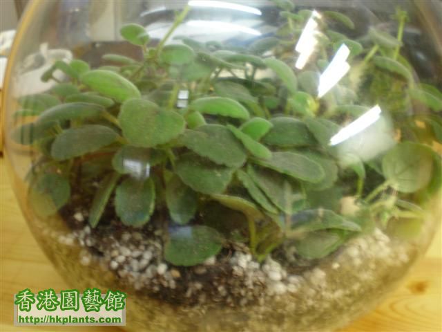 入左瓶既Alsobia dianthiflora 1 (Small).JPG