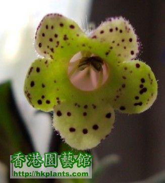 Kohleria Digitaliflora (20090406)-2.JPG