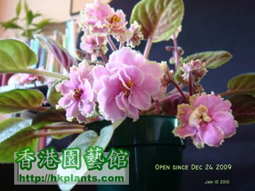 Green Pink open since Dec 24S.jpg