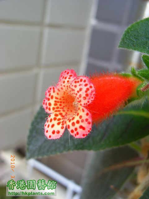 Kohleria 'Napolean V'