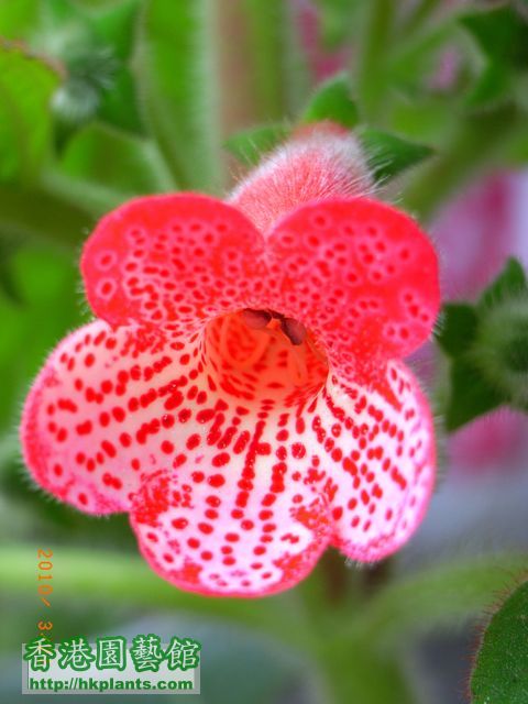 Kohleria 'Manchu'