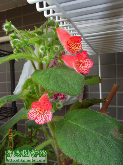 Kohleria 'Manchu'