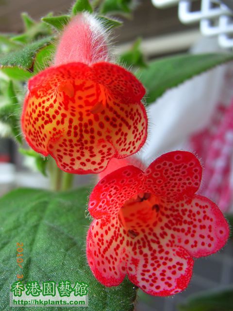 Kohleria 'Manchu'