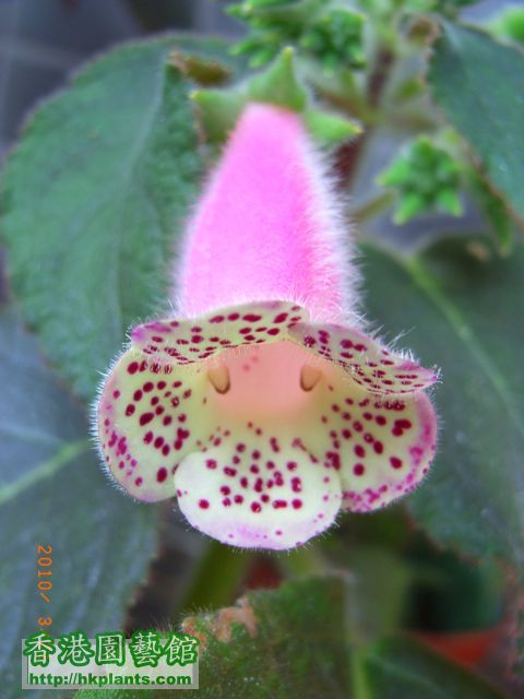 Kohleria 'HCY's Jardin De Monet