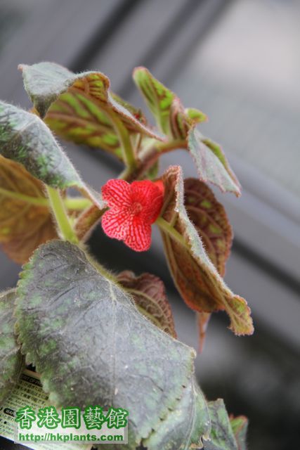 Kohleria 'Tane'