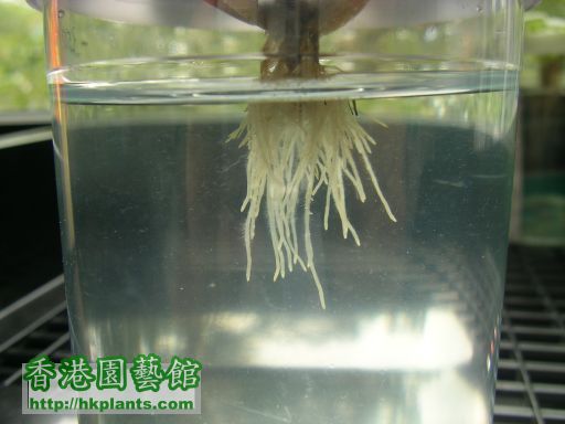 9. roots after 1 month transplant.JPG