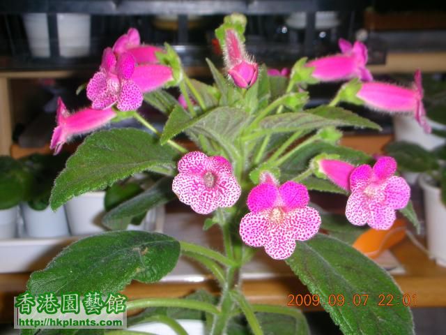 Kohleria 'Ampallang' 